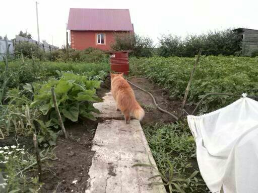 For pet day. - My, Redheads, Fluffy, Siberian cat, Longpost