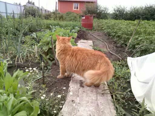 For pet day. - My, Redheads, Fluffy, Siberian cat, Longpost