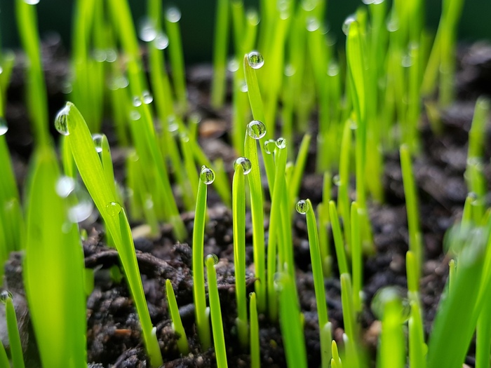 Эффект гуттации на всходах овса