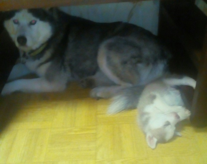 When I stayed at home with my son. - Dad can, Siberian Husky, My, Father