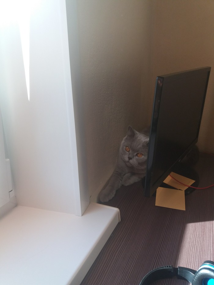 �����vs�������