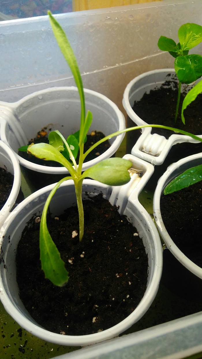 Help identify the plant - My, Lemon, Houseplants, Plant growing, , Longpost, Citrus
