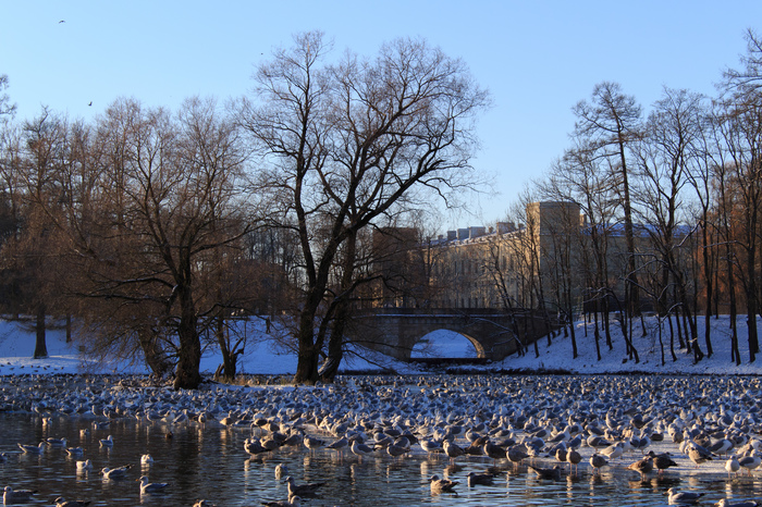 Gatchina - My, Beginning photographer, Gatchina, Canon, Winter, Birds, Castle, The photo