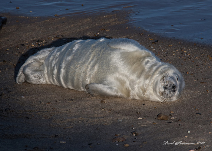 Photo - The photo, Animals, Seal