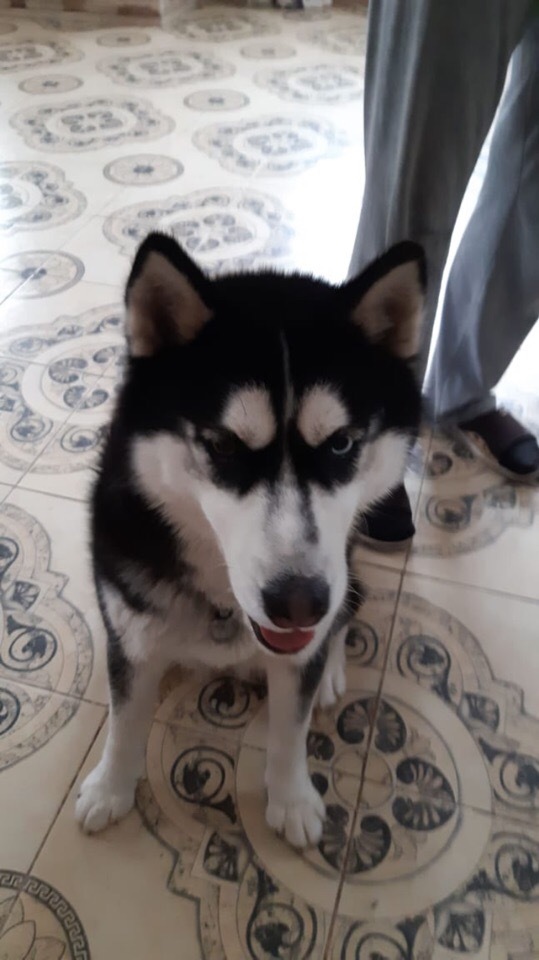 Husky girl found. Ufa, Zubovo [UPD: Owners found] - My, No rating, Husky, Ufa, Dog, Help, The strength of the Peekaboo, Vertical video, Video, Longpost