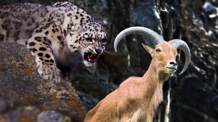 See no danger - Animals, The photo, Snow Leopard