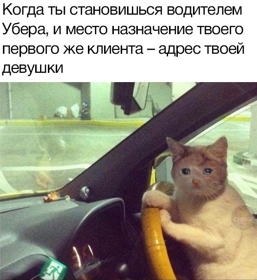 When she's not. - cat, Girls, Uber