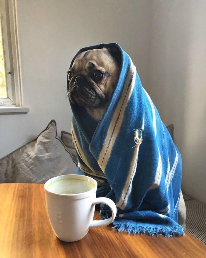 Well, that's the weather... - Pug, A cup, Cold, Dog