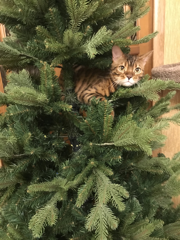 The holiday comes to us - My, Catomafia, Christmas trees, cat, Longpost