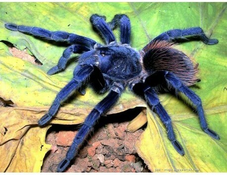 New spiders - My, Bird spiders, Tarantula, Spider, Arachnids, Longpost