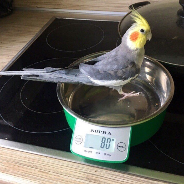 Weighing - My, A parrot, Corella, scales, Humor, Food, Funny, Cooking