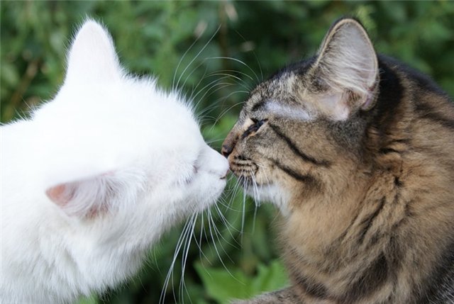 Дела амурные — кошка просит кота. Что делать владельцам? | Пикабу