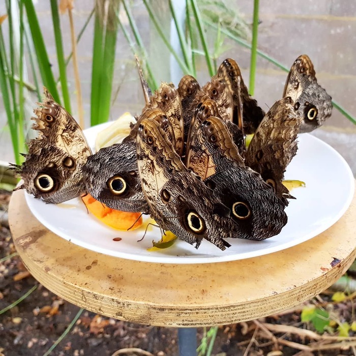 Butterfly pretending to be an owl - Nature, Butterfly, Owl, Video