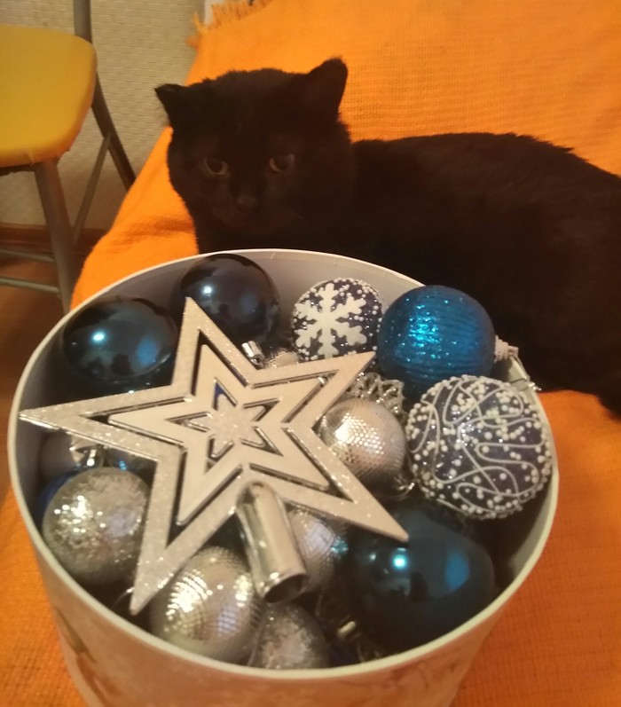 Просто Вася. Просто кот. Кот, Котомафия, Черный кот, Приют для животных, Длиннопост