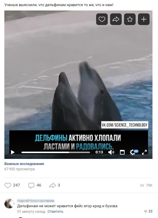 About dolphins and their love for music - , Buzova, Creed, Dolphin, Olga Buzova