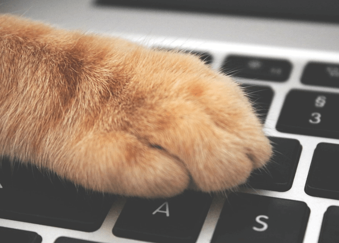 Почему кошек так тянет полежать на вашем ноутбуке? Кот, Длиннопост, Психология, Компьютер, Домашние животные