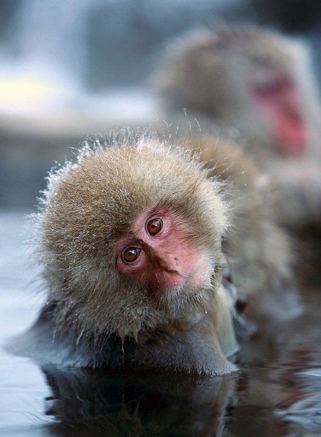 snow monkeys - wildlife, , Japanese macaque, Milota, Longpost