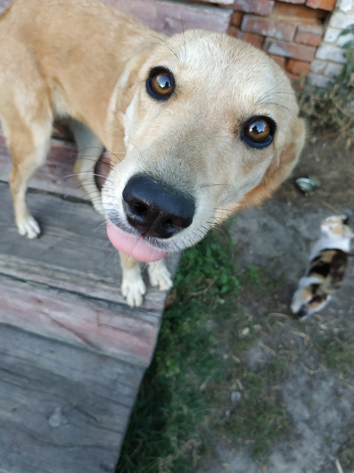 dog showing tongue - My, Dog, , Friend of human