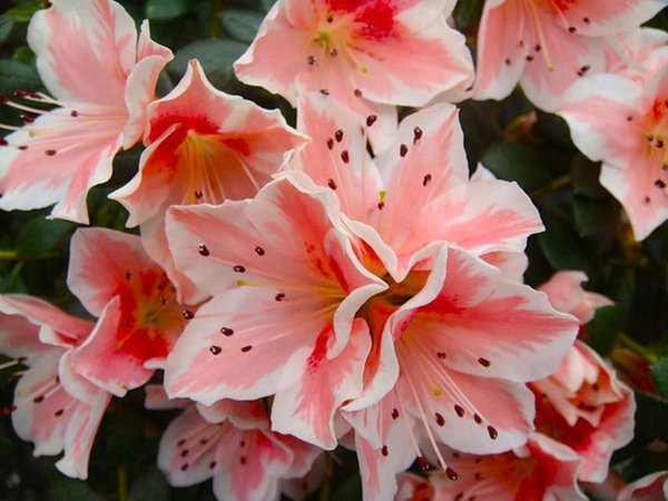 Azalea - beauty all year round - My, Flowers, Dacha, Garden, Garden, Plants, Longpost