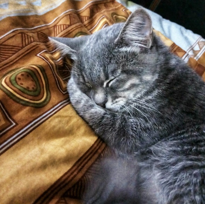 Sleepy kittens - Paws, Paws, Nyasha, Kittens, Dream, Milota, My, cat, Catomafia