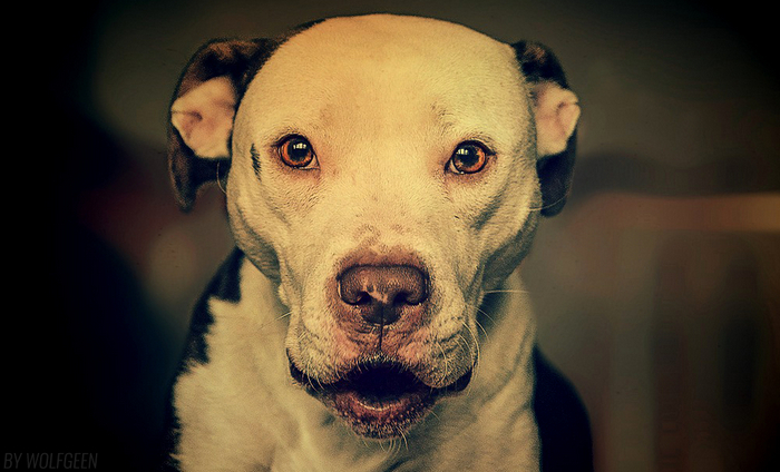 How is it less than a month until the New Year? - My, Dog, Pitbull, American Pit Bull Terrier