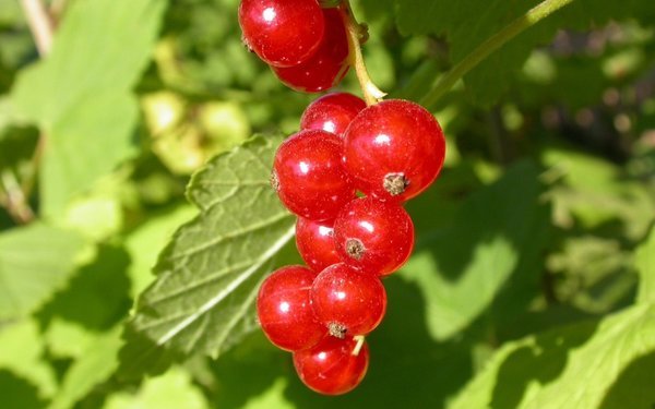 Red or black - My, Berries, Garden, Garden, Longpost