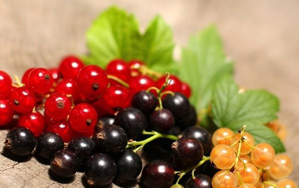 Red or black - My, Berries, Garden, Garden, Longpost