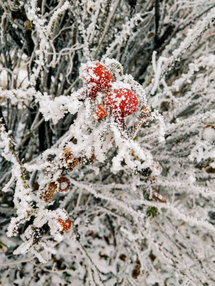 Winter beauty - Winter, freezing, Nature