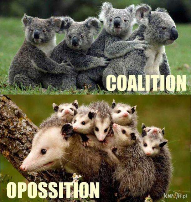 coalition and opposition - Picture with text, Koala, Opossum, Wordplay