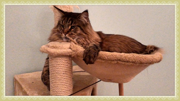 Let's all go... - My, cat, Scratching post, Maine Coon