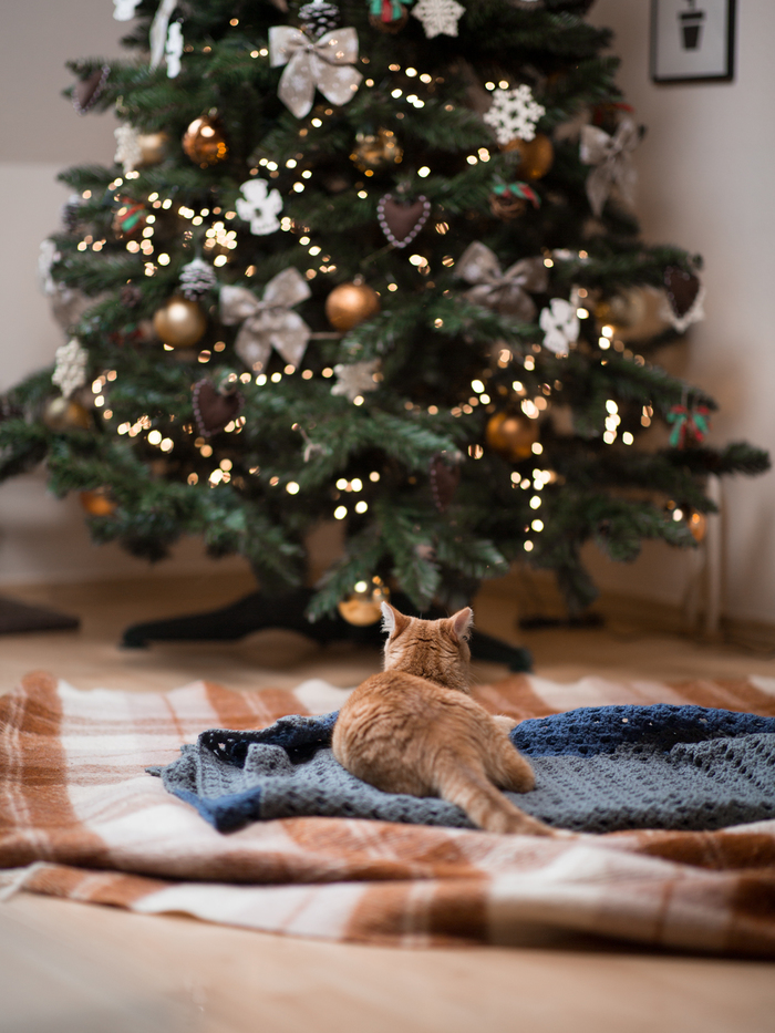 В ожидании праздника