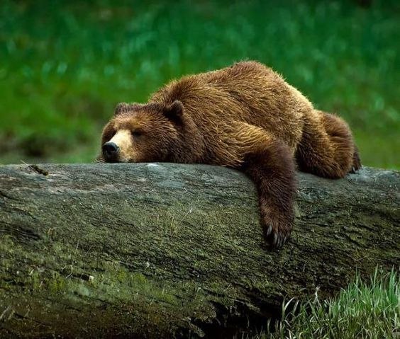 This is me crawling home after a day... - Bear, wildlife, The photo, The Bears