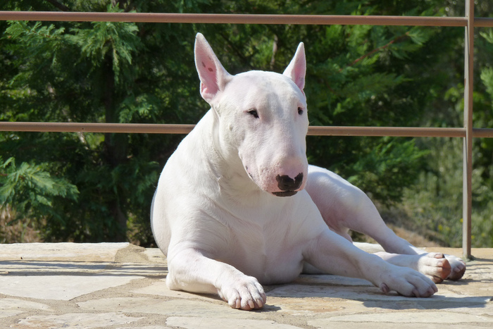 Pikabull terrier retired. - Bull terrier, My, Dog, Longpost