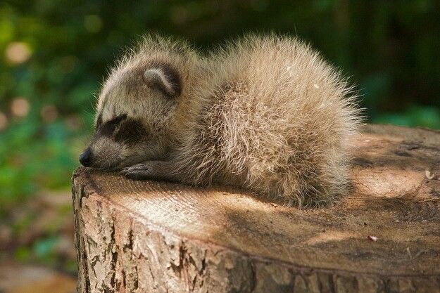Little Raccoon - The photo, Raccoon, Young, Stump, Milota