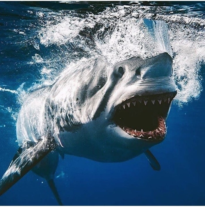 Shark - Shark, The photo, Great white shark