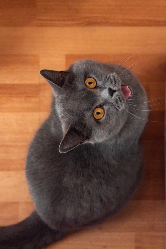 So my cat asks for food - My, cat, Catomafia