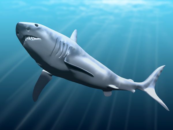 Why megalodons died out: scientists offered an unexpected answer - Popular mechanics, Biosphere, Research, Animals, Supernova, Pleistocene