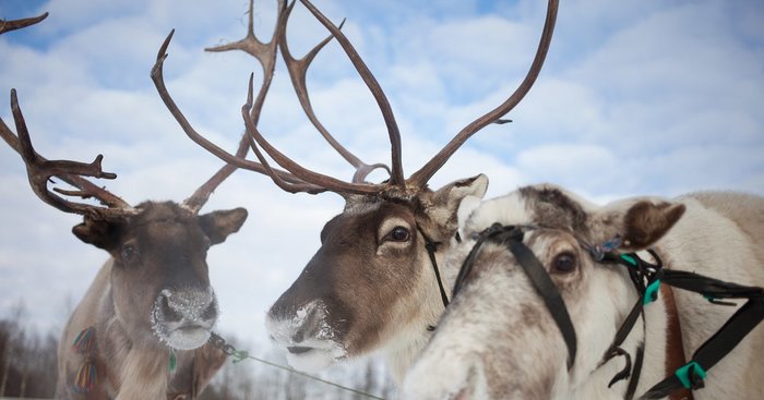 Scientists have announced the imminent disappearance of reindeer - Society, USA, Scientists, Deer, Animals, Disappearing, Liferu, Climate change, Deer
