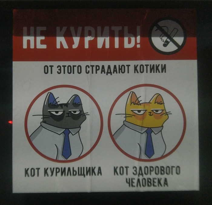 Anti-smoking in Anapa - My, Catomafia, Smoking control, Announcement, Anapa, cat