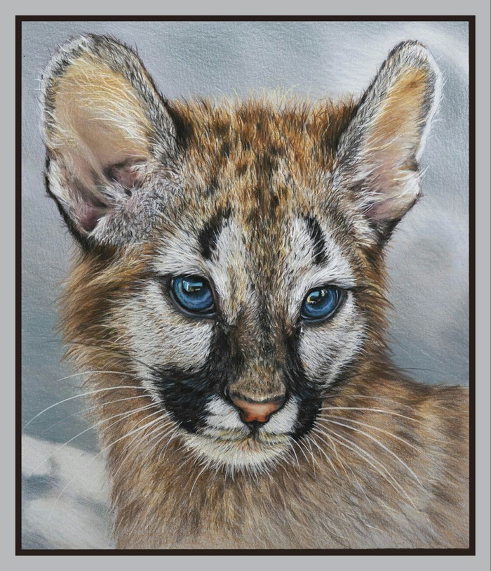 Drawing with colored pencils - Colour pencils, Animalistics, Puma, Pencil drawing, Drawing, My, Predator, Animals, Hyperrealism