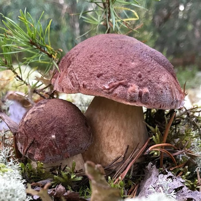 Mushroom Team 2018 - My, Mushrooms, Silent hunt, Boletus, Boletus, Porcini, Chanterelles, Forest, Protection of Nature, Longpost