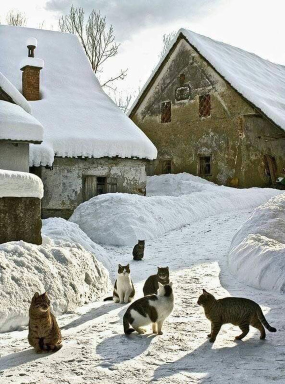 Коты на собрании - Зима, Кот, Деревня