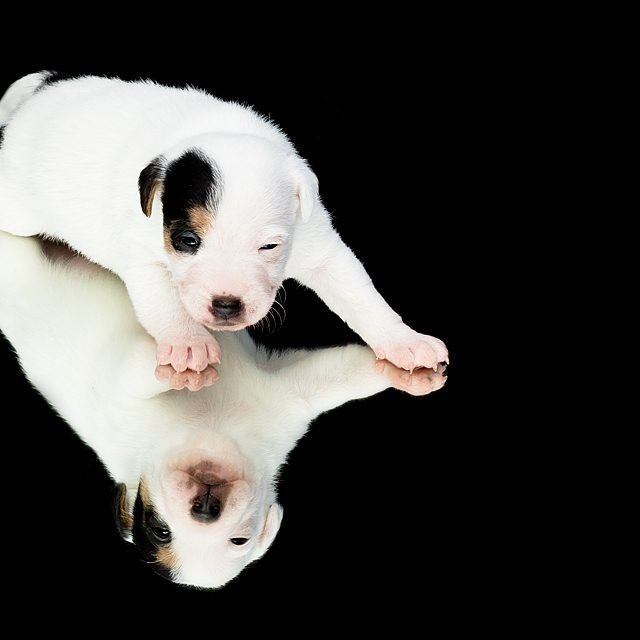 Puppy - The photo, Milota, Dog, Puppies