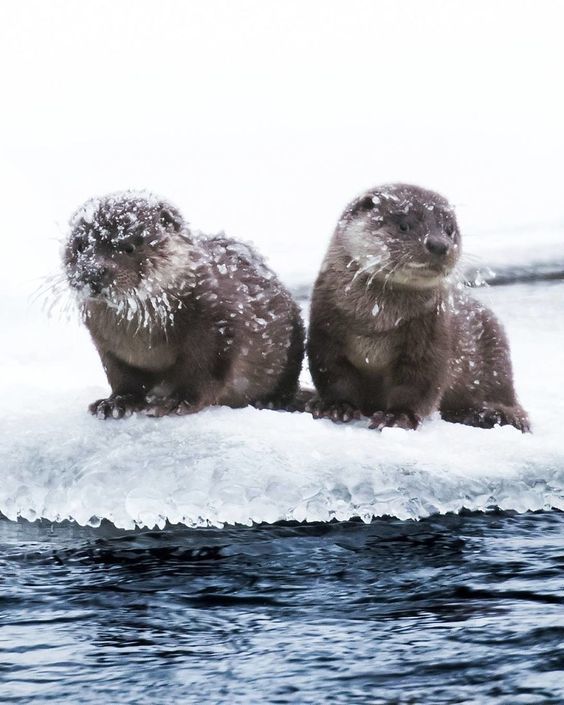 When they arrived at the sea ... At the White Sea - The photo, Otter, Snow, Ice, Water, Animals, Sea otter