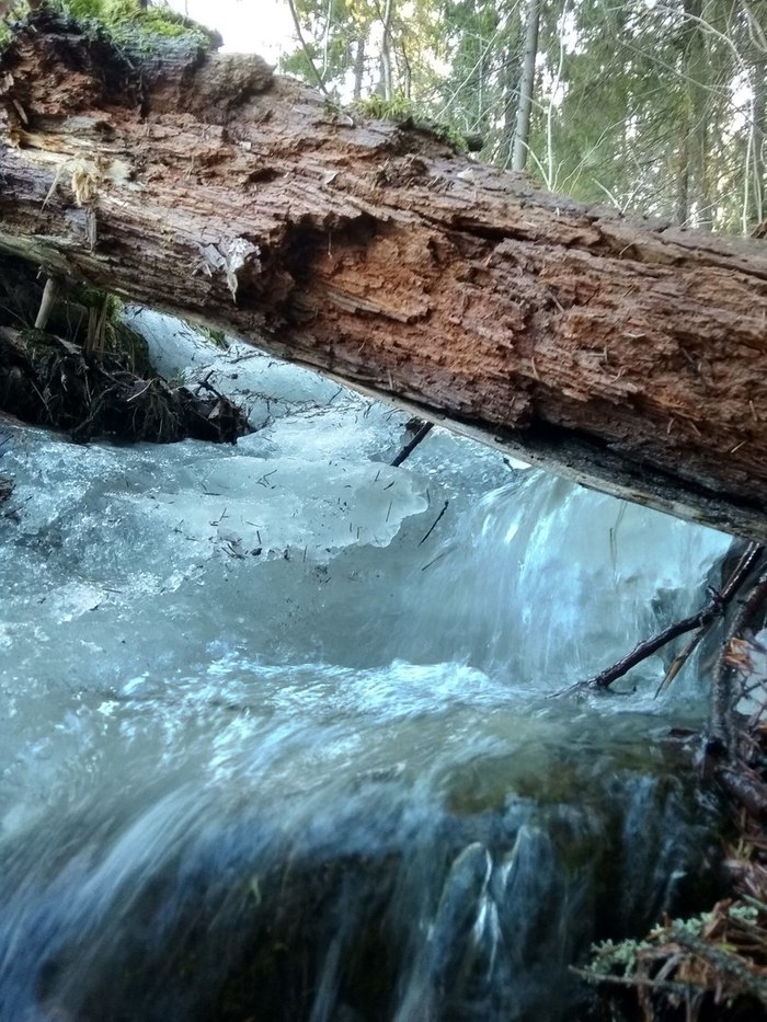 spring stream - My, The photo, Forest, Stream, Walk, Spring, Water, The sun, Longpost