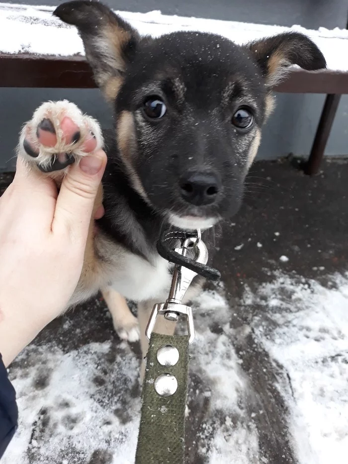 Each dog) will help to find a home in the new year) - Dog, Moscow, In good hands, Help, New Year, Longpost, No rating, Helping animals