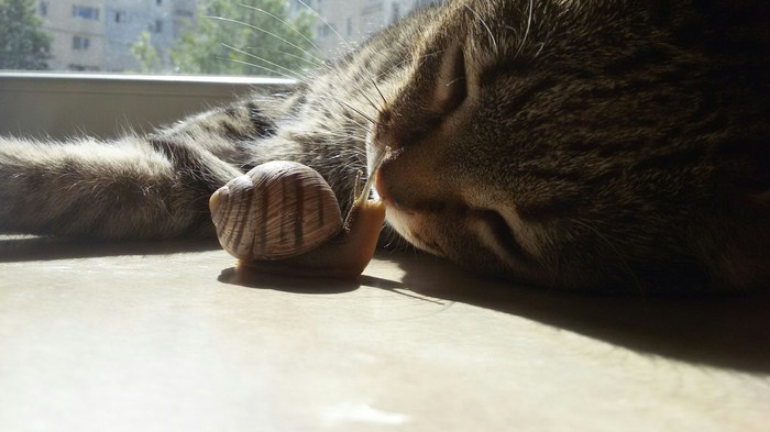 Cat everyday life - My, cat, Snail, Kiss, The photo