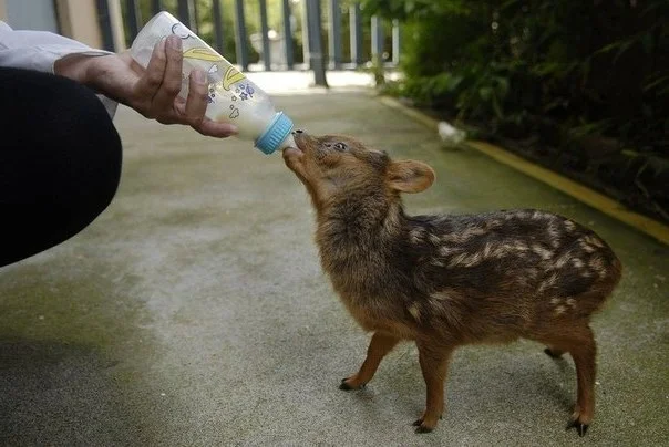 Pudu: World's tiniest deer - My, Pudu, Deer, Animals, Wild animals, Animal book, Zoology, Nature, Humor, Longpost, Deer