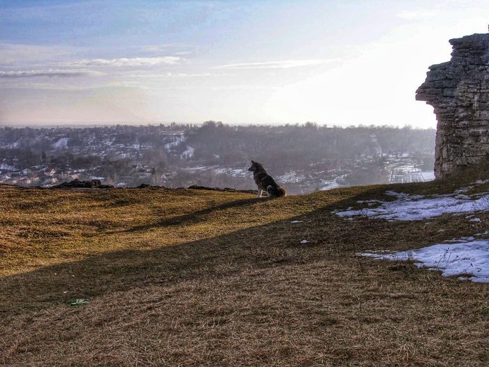 Watchman of the ruins of the Kremenets fortress)) - My, Dog, Travels, Winter, The photo