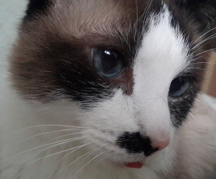 Прощание с Котом